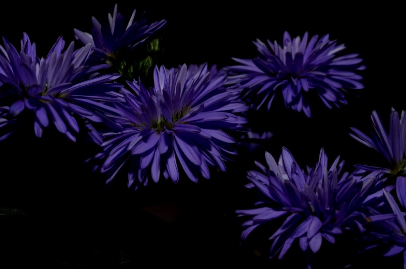 各种颜色的翠菊图片(18张)