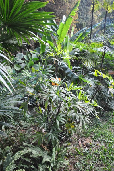 粗棕竹植物图片(6张)