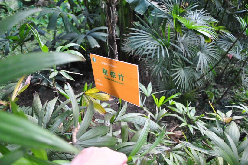 粗棕竹植物图片(6张)