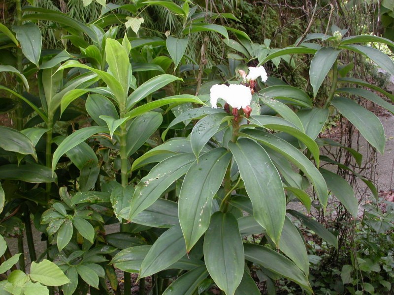 闭鞘姜植物花朵图片(9张)