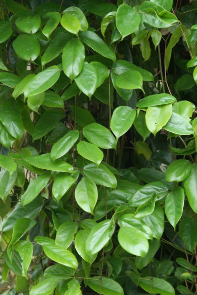 大果油麻藤植物图片(6张)