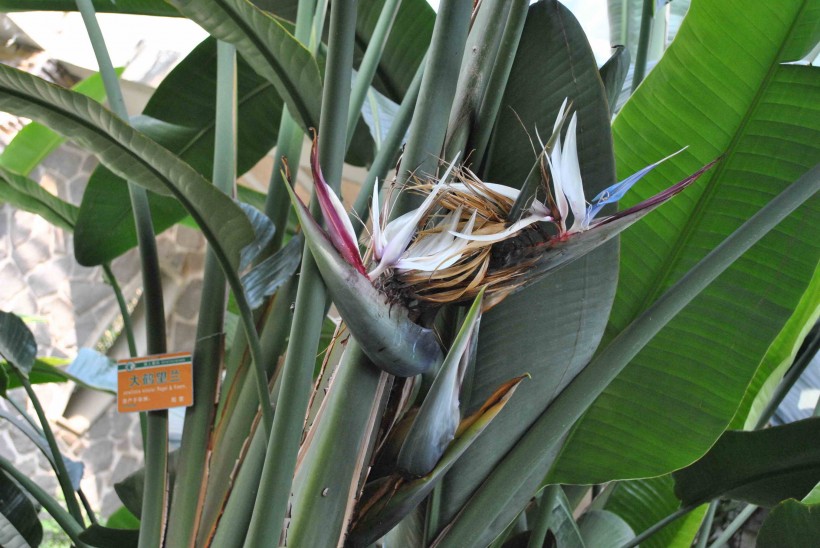 大鹤望兰植物花朵图片(1张)
