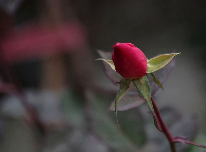 带刺的玫瑰图片(5张)
