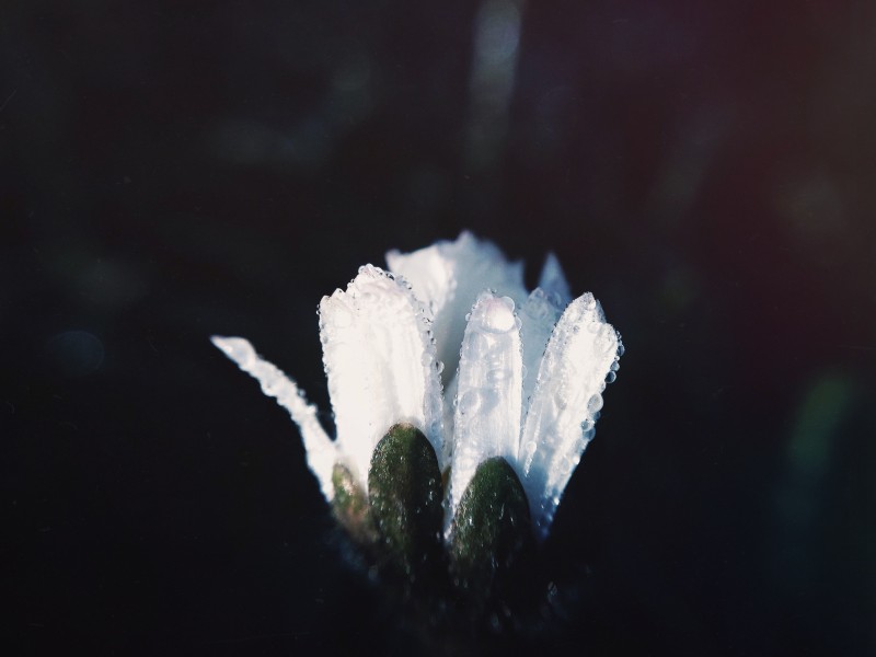 带露珠的花朵图片(22张)