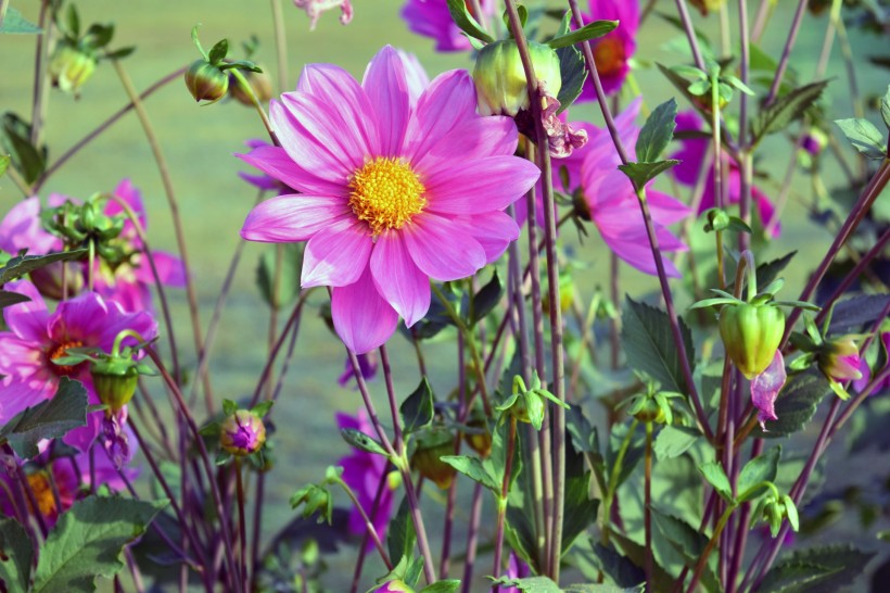 盛开的紫色大丽花图片(14张)
