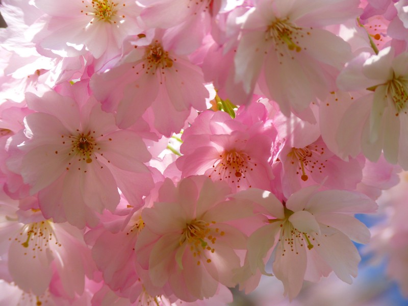 淡雅清新的樱花图片(12张)