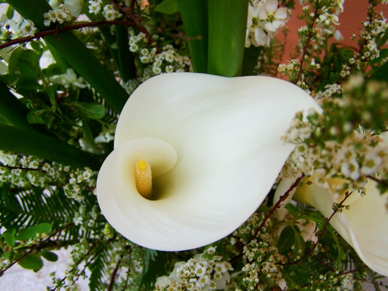 淡雅的白色百合花图片(11张)