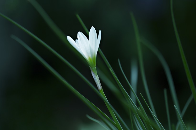 淡雅的白色百合花图片(11张)