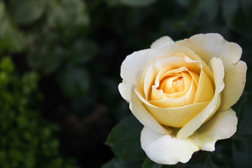 淡雅的玫瑰花图片(12张)