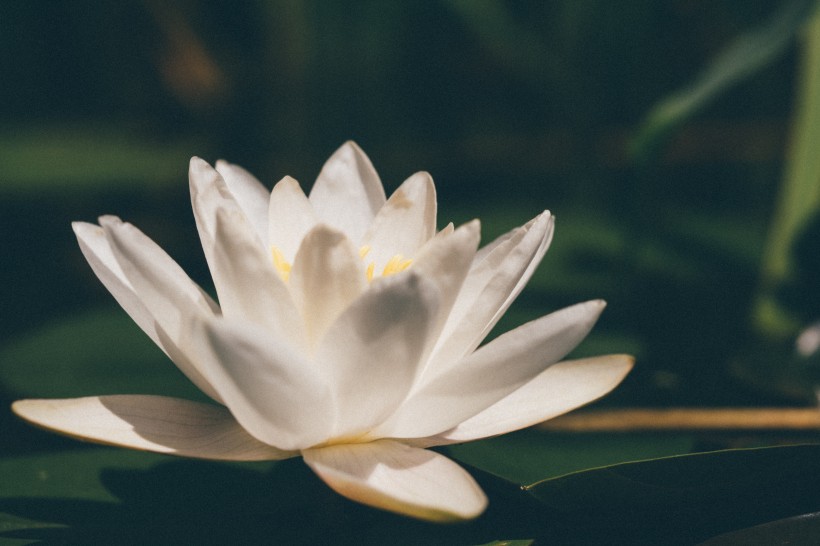 淡雅清新的莲花图片(11张)