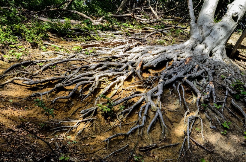 大树的根部图片(9张)