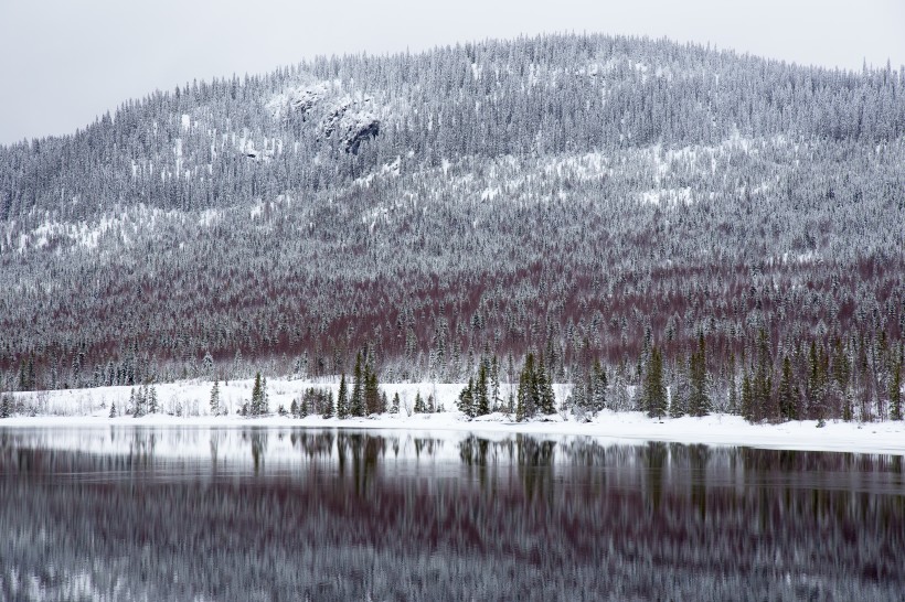被大雪覆盖的松树林图片(13张)