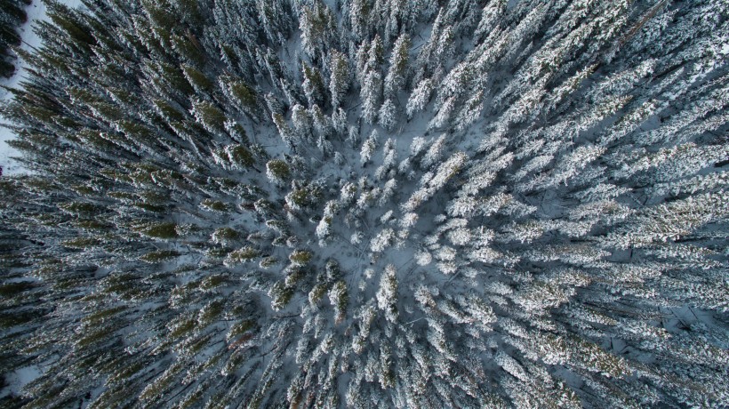 被大雪覆盖的松树林图片(13张)