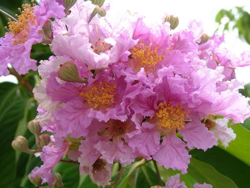 大叶紫薇植物图片(4张)