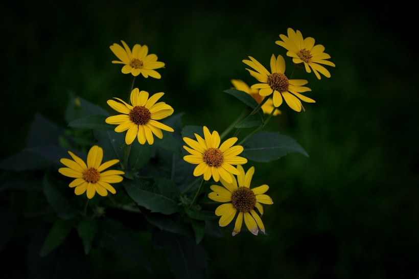 黄色野菊花图片(12张)