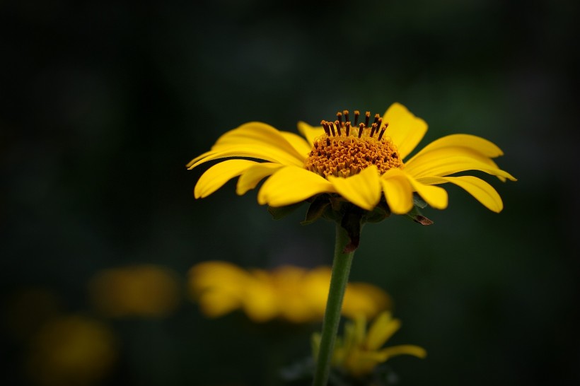 黄色野菊花图片(12张)