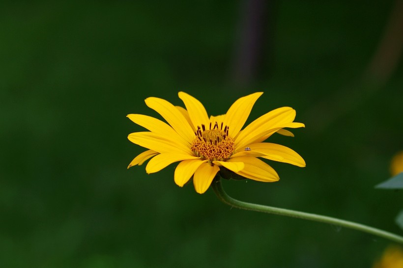 黄色野菊花图片(12张)