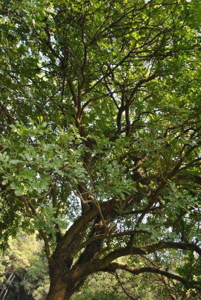 吊瓜树植物图片(4张)