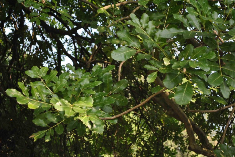 吊瓜树植物图片(4张)