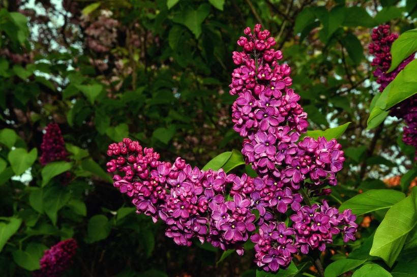 丁香花的特写图片(20张)