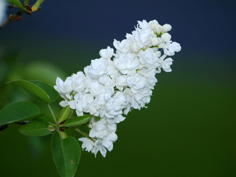 丁香花的特写图片(20张)