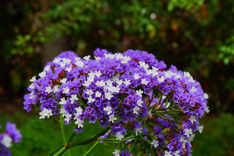 丁香花的特写图片(20张)