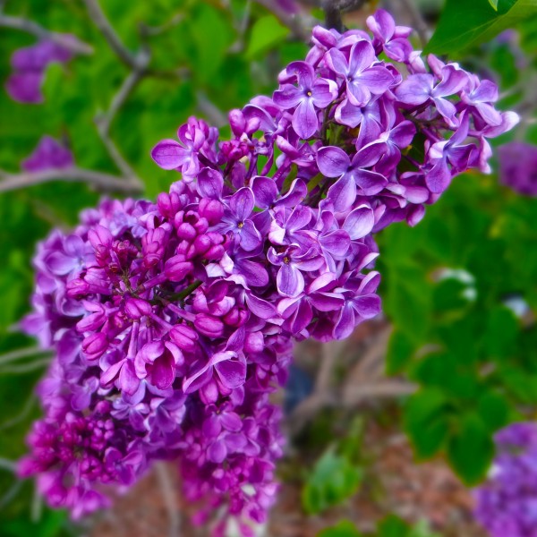 秀美的紫色丁香花图片(15张)