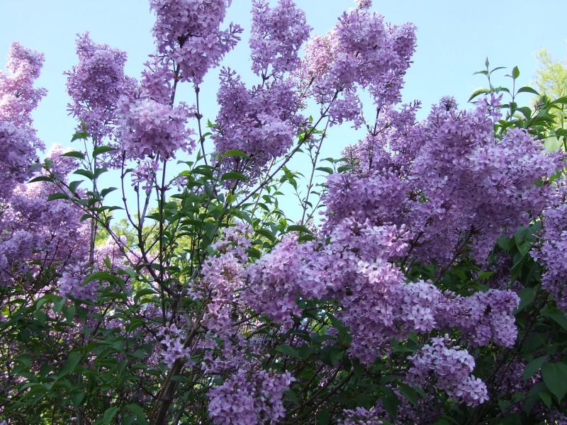 盛开的紫色丁香花图片(18张)