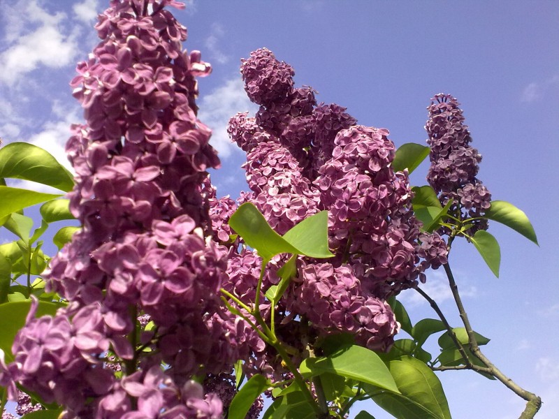 秀美的紫色丁香花图片(15张)