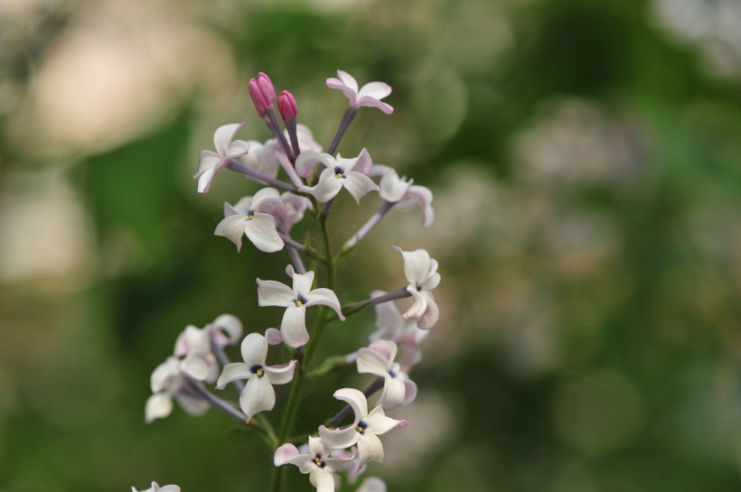 淡紫色丁香花图片(12张)