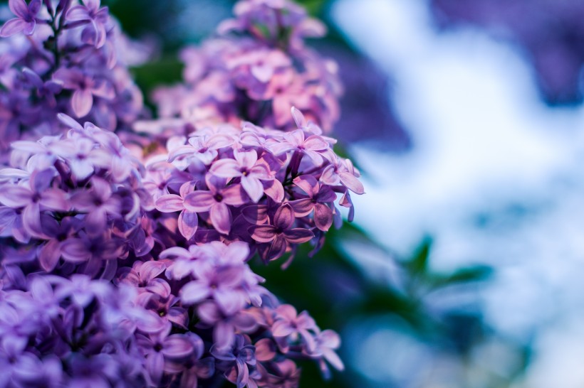 紫色丁香花图片(20张)