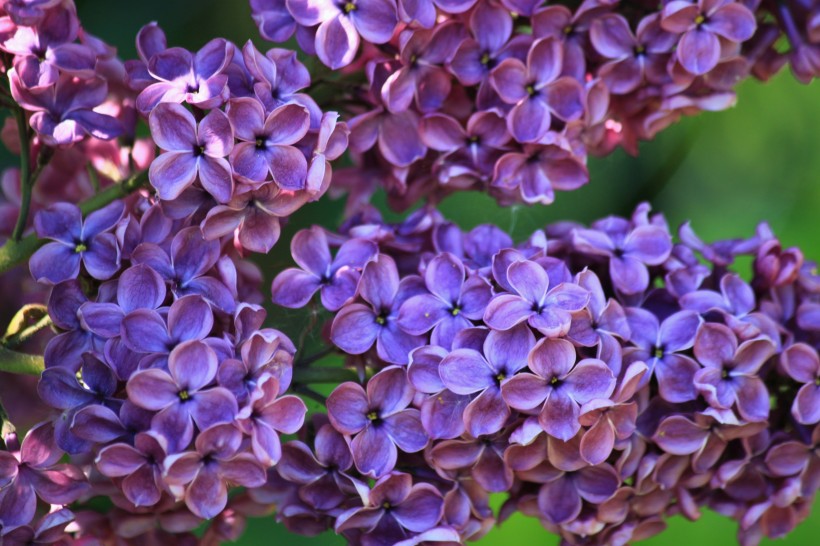 紫色丁香花图片(20张)