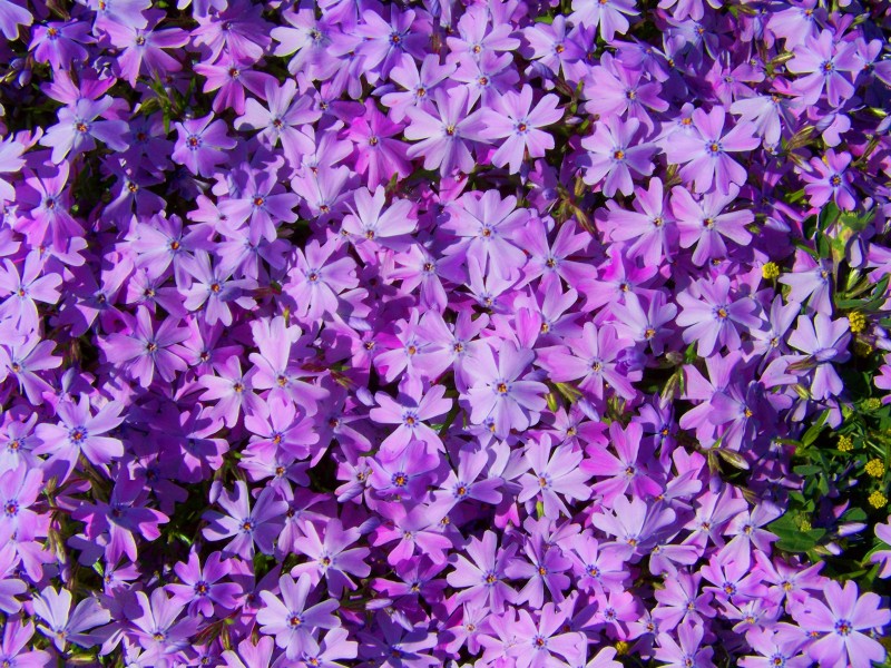 盛开的紫色丁香花图片(18张)