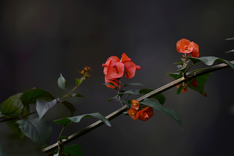 冬红花图片(6张)
