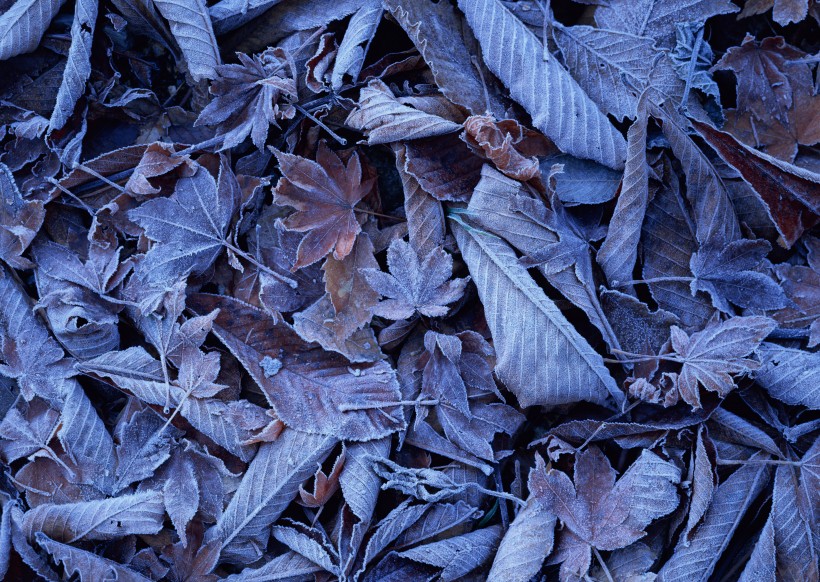 冬季树叶背景图片(5张)