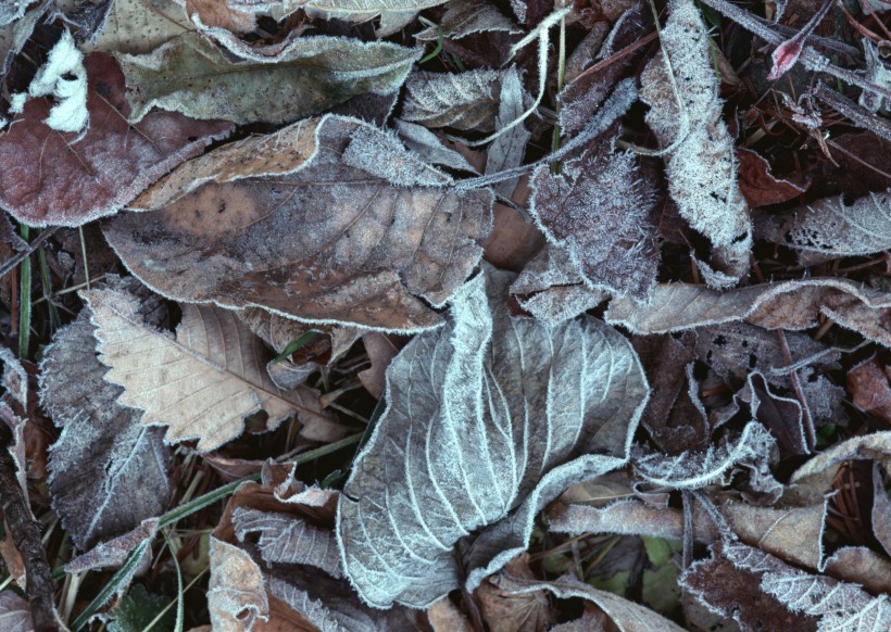 冬季树叶背景图片(5张)