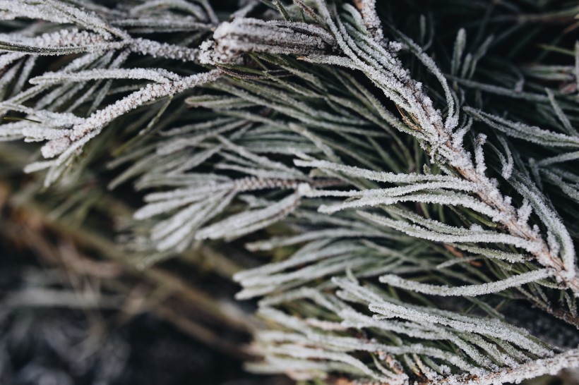 冰雪覆盖的植物图片(10张)