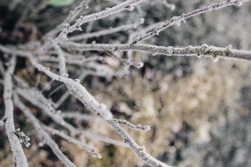 冰雪覆盖的植物图片(10张)