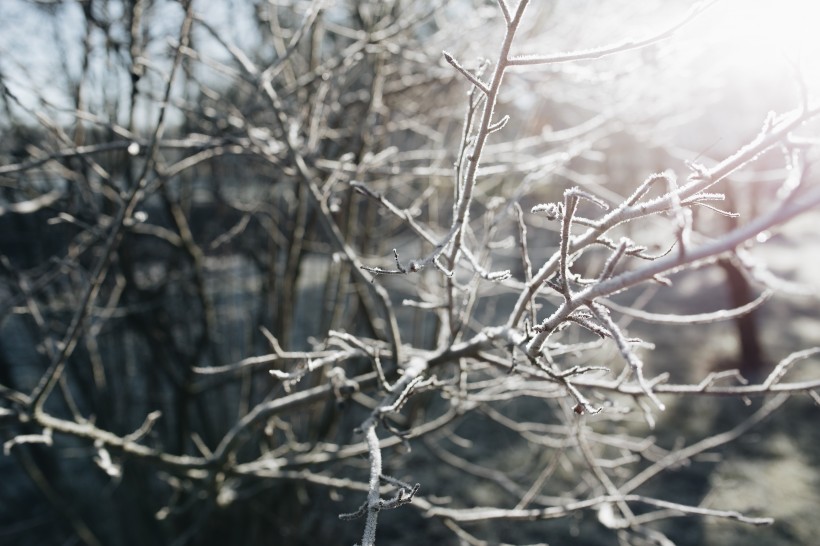 冰雪覆盖的植物图片(10张)