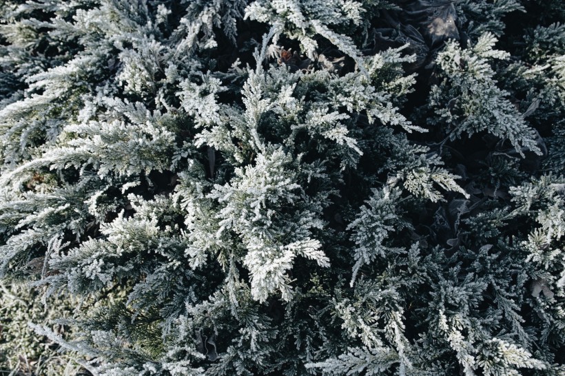 冰雪覆盖的植物图片(10张)