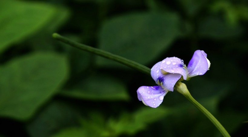 清新豆角花图片(20张)