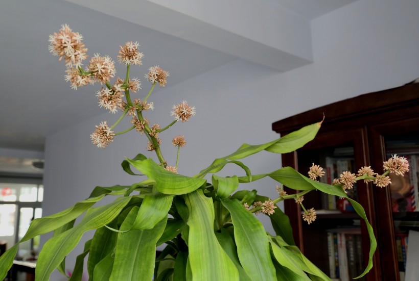 巴西木花卉图片(10张)
