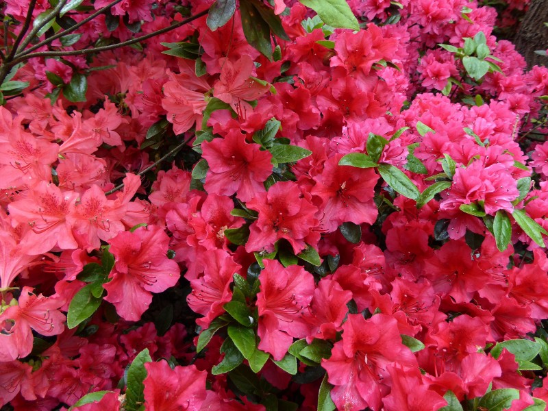 盛开的红色杜鹃花图片(11张)
