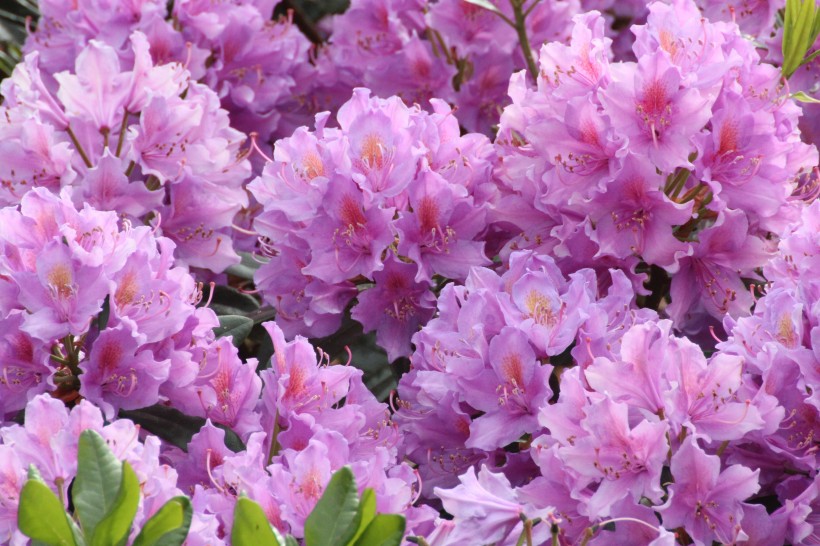 漂亮的紫色杜鹃花图片(10张)
