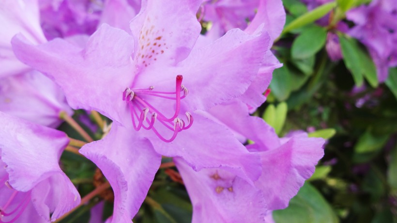 漂亮的紫色杜鹃花图片(10张)