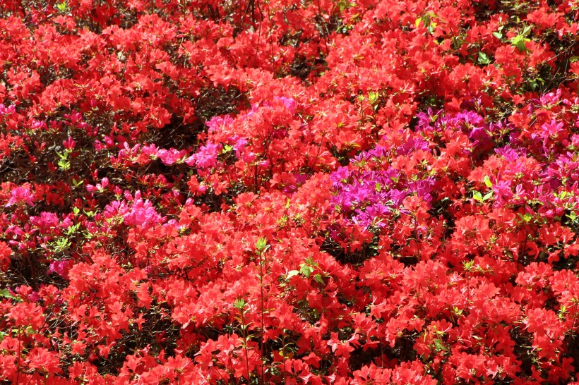 盛开的红色杜鹃花图片(11张)
