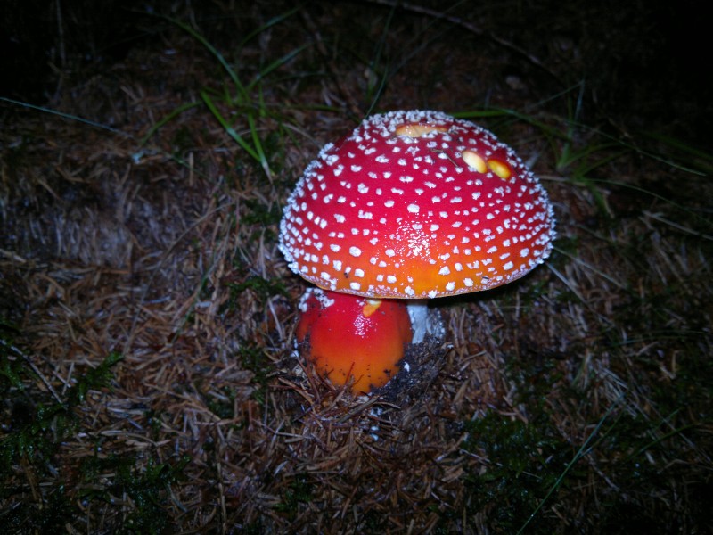 颜色鲜艳的毒蘑菇图片(16张)