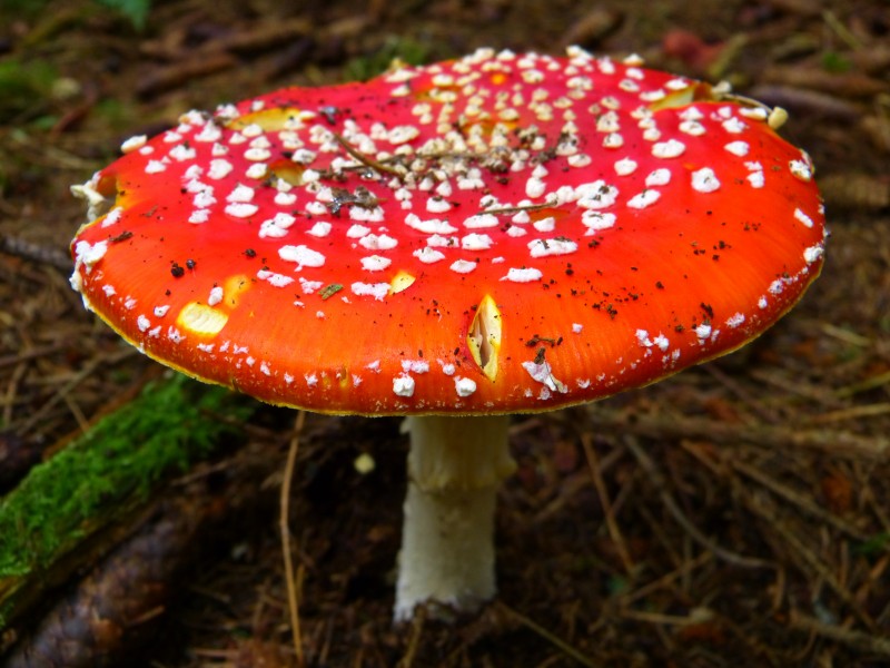 颜色鲜艳的毒蘑菇图片(14张)