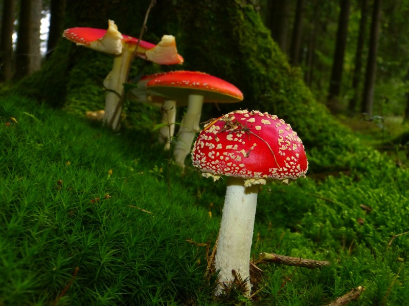 颜色鲜艳的毒蘑菇图片(14张)