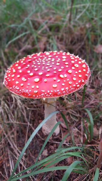 颜色鲜艳的毒蘑菇图片(16张)